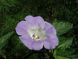dagschone,convovulus,玫瑰