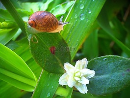 動物,鮮花,露水