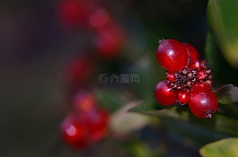 葡萄干,漿果,水果
