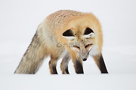 紅狐,肖像,野生動物