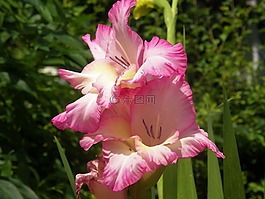 花,開花,春天