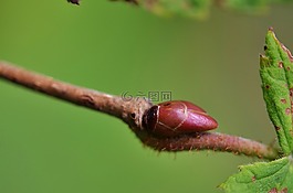 natur,葉,自然
