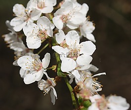 櫻花,地獄,白