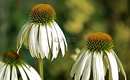 花,natur,春