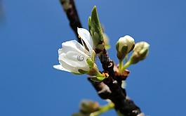 芽,鲜花,梅花