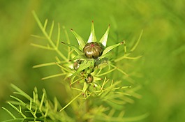 花,natur,春