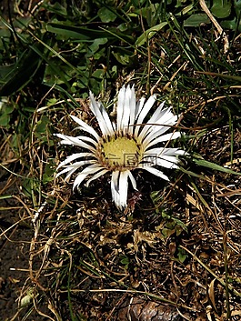 花,開花,性質(zhì)