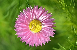 花,natur,春