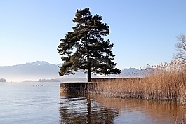 樹(shù),銀行,海塘