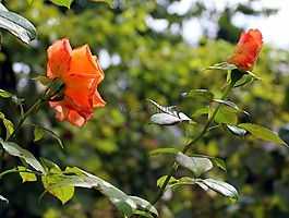 玫瑰,花,花園