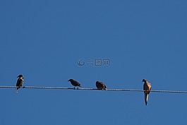 鳥,藍(lán)色的天空,電線