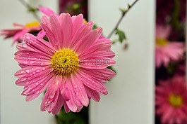 瑪格麗特,花,開(kāi)花