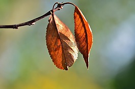 葉,natur,自然