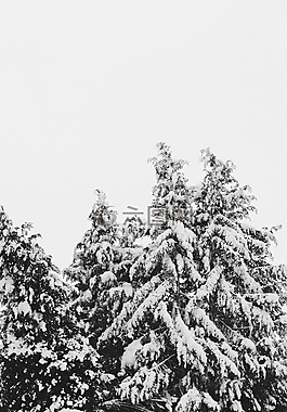 雪,降雪,冷