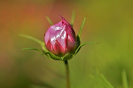花,natur,春
