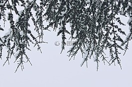 分支機(jī)構(gòu),雪,冬天