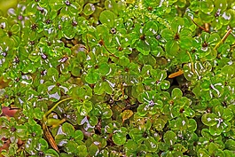 苔,moss物種,根星moss