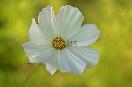 花,natur,春