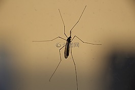 昆蟲,特寫,甲蟲，昆蟲