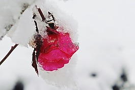 玫瑰,雪,冬天