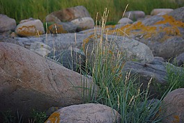 石頭,自然,野生