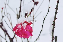 玫瑰,雪,冬天
