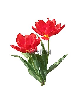 郁金香,紅色,春天