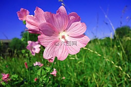 植物,花,野生花卉