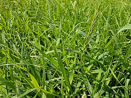 草,草甸,性質(zhì)