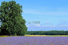 樹,天空,景觀