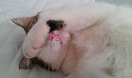 可愛,臉,貓臉