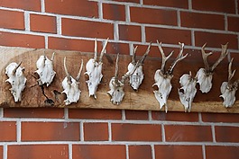 獵人,鹿,鹿角