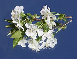 櫻花,白,科