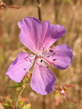 紫色,花,開(kāi)花