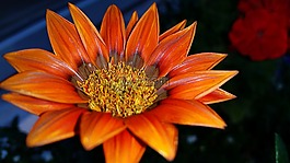 雜色菊,橙花,花園