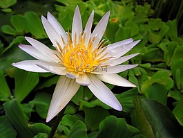 睡莲,白,花