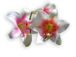 百合花,白,开花