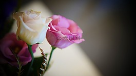 花,自然,植物區(qū)系
