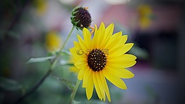 自然,花,植物區(qū)系