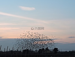 鳥,羊群,天空