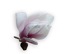 玉蘭,招標(biāo),粉紅色