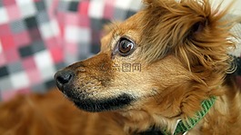 狗,可愛,動物