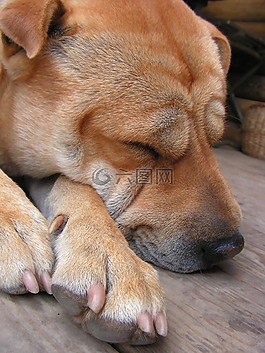 狗,蟄伏,睡眠