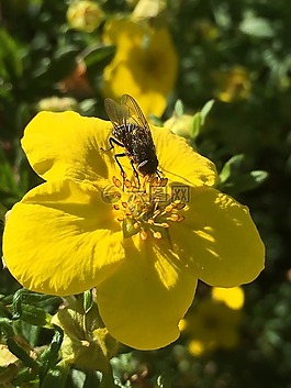 这种昆虫,花卉,灌木
