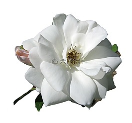 玫瑰,白,開花