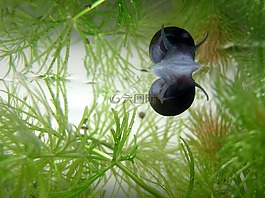 蜗牛,水族馆,镜像图像