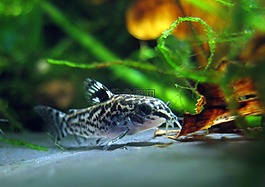 矮人 corydoras,水族館,魚