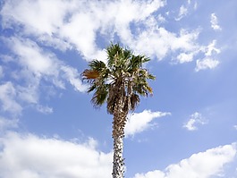 棕櫚,樹,天空