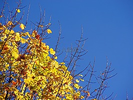 樹,秋,顏色