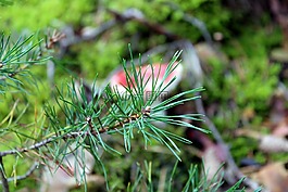 松,枝,森林